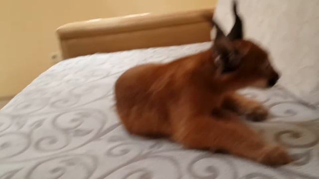 ♔VipLeo. Каракалочка Ганда нашего питомника. Caracal смотреть онлайн