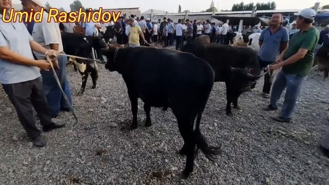 SURXONDARYO SHO'RCHI MOLBOZORI BOQMA VA SEMIZ BUQALAR NARXLARI 18.06.2023