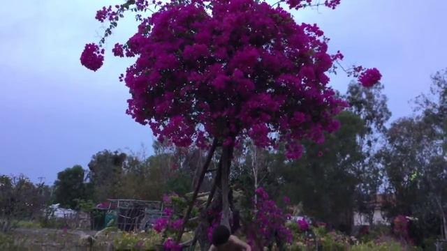 Петр Валуев работа в саду смотреть онлайн