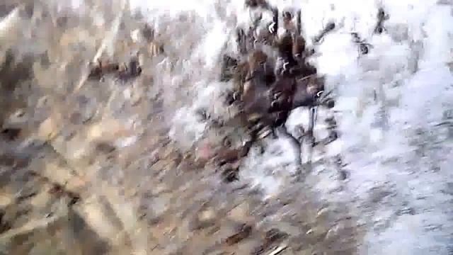 Огромного жука муравьи разорвали на две половины и пожирают!!! смотреть онлайн