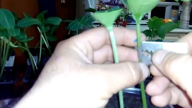 Как привить огурец на тыкву(лагенария). смотреть онлайн