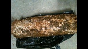 Пятна на грибных блоках вешенки. Почему засыхают грибы и зачем грибоводу вести журнал событий.