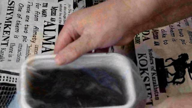 Пеларгония (герань) Как посеять пеларгонию, чтобы она дружно взошла. смотреть онлайн