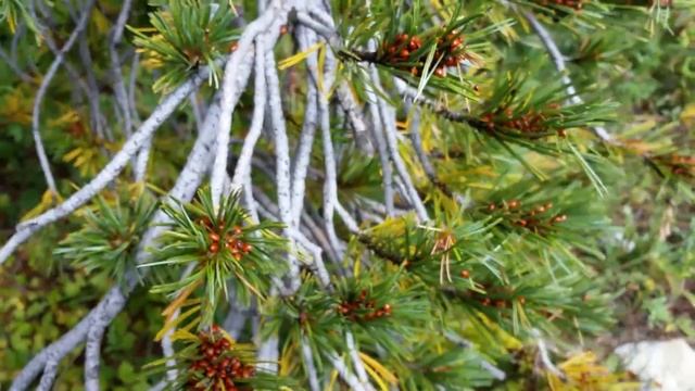 Ladybug Infestation - Millions! Coccinellidae Bug Infestation смотреть онлайн