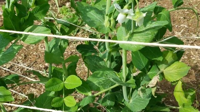 Growing Super Sugar Snap Peas смотреть онлайн