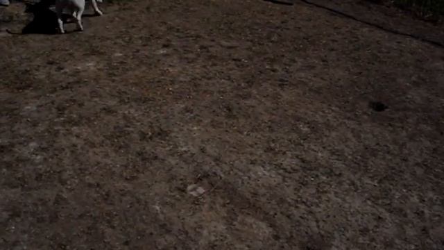 Бультерьеры играют дружно смотреть онлайн