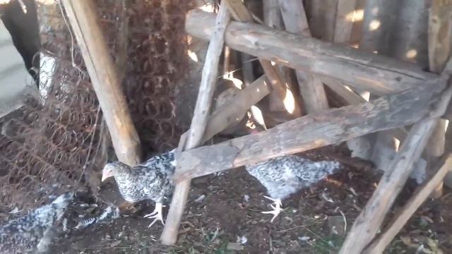 Порода кур Пушкинская прекрасный выбор для личного хозяйства смотреть онлайн