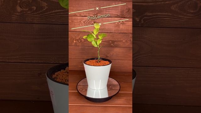 Лайм каффир смотреть онлайн