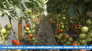 Выращивание помидор по Маслову или как увеличить урожай томатов в 8 раз