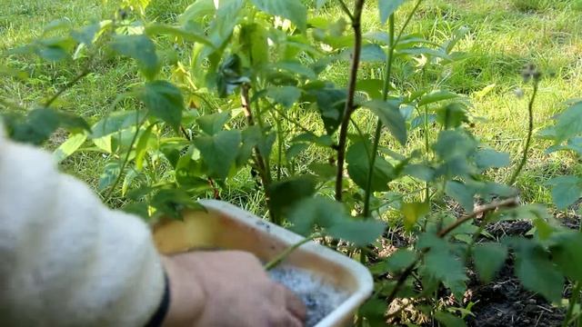 Как бороться с тлей