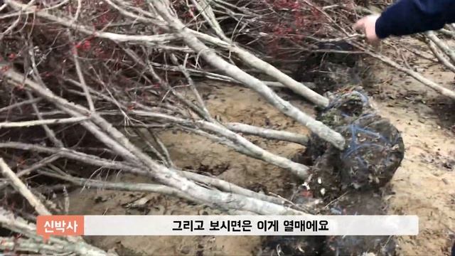 (중부지방 월동가능)울타리 대표수종 화살나무 묘목이 스탠드형(외대)으로?! /Daelim Nursery (Winged Spindle Tree)(Euonymus alatus) смотреть онлайн