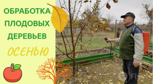 Осенняя обработка плодовых деревьев