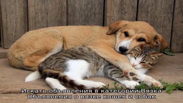 Вязка
Объявления о вязке кошек и собак смотреть онлайн