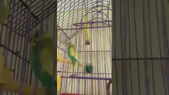 Попугай щелкает клювом смотреть онлайн