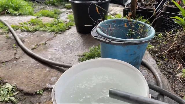 Подкормка роз кальциевой селитрой! смотреть онлайн