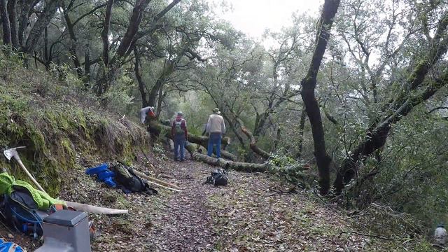 TimmTrail tree removal 20190228 смотреть онлайн