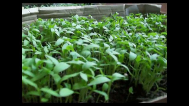 Как сажать семена баклажан. How to plant the seeds of eggplant. смотреть онлайн