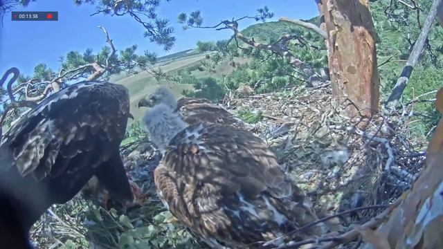 06.07.2021 9:40 Алтынай возвращается. Начинает кормить детей. Дети пытаются есть сами смотреть онлайн
