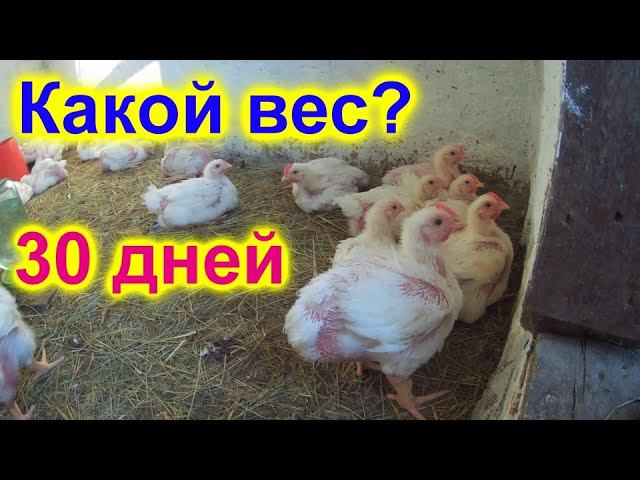 Сельские забавы