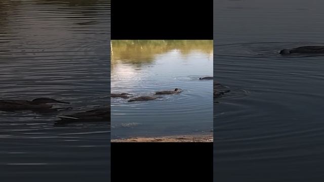 Утки в пруду плавают