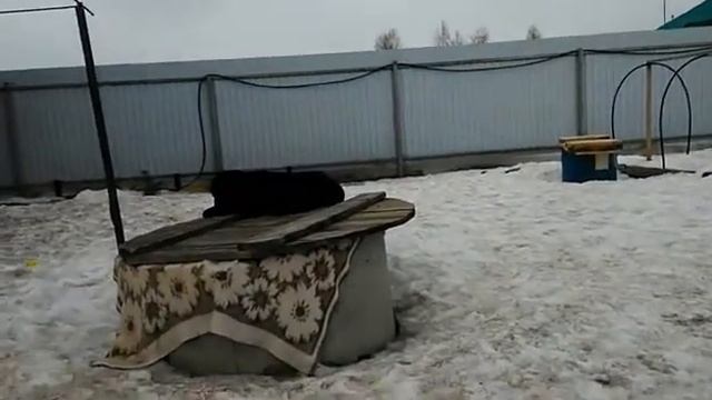 Сонные собаки смотреть онлайн