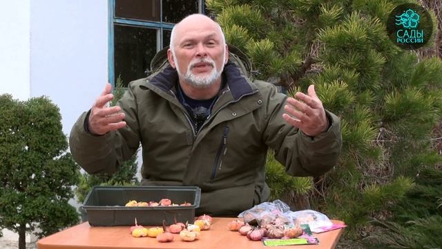 Как правильно посадить гладиолусы? смотреть онлайн