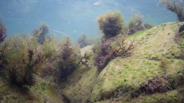 Удивительный и дружелюбный мир мелководья Черного моря. смотреть онлайн