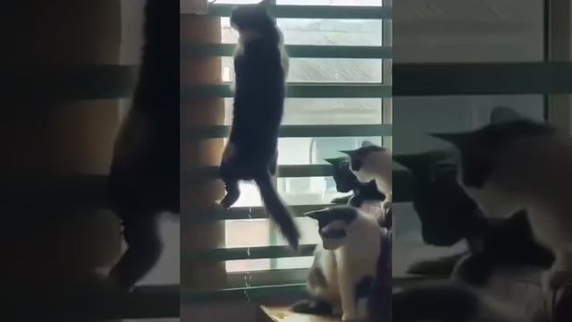 Настоящий панк смотреть онлайн