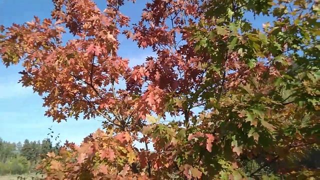 Осень. Красный канадский клён. смотреть онлайн