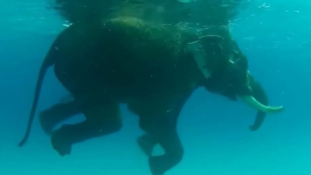 Анна Волкова, воспитатель Школы № 2083. Ребятам о зверятах: слон смотреть онлайн