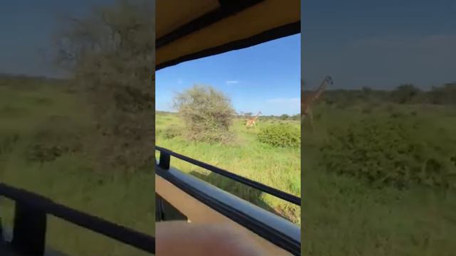 Африка Саванна Жираф смотреть онлайн