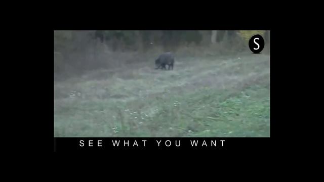 TOP HUNTING COLLECTION WILD BOAR---- КАБАНА ОХОТА смотреть онлайн
