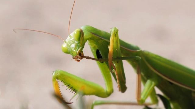 Лео показывает как нужно мыть грязные руки смотреть онлайн
