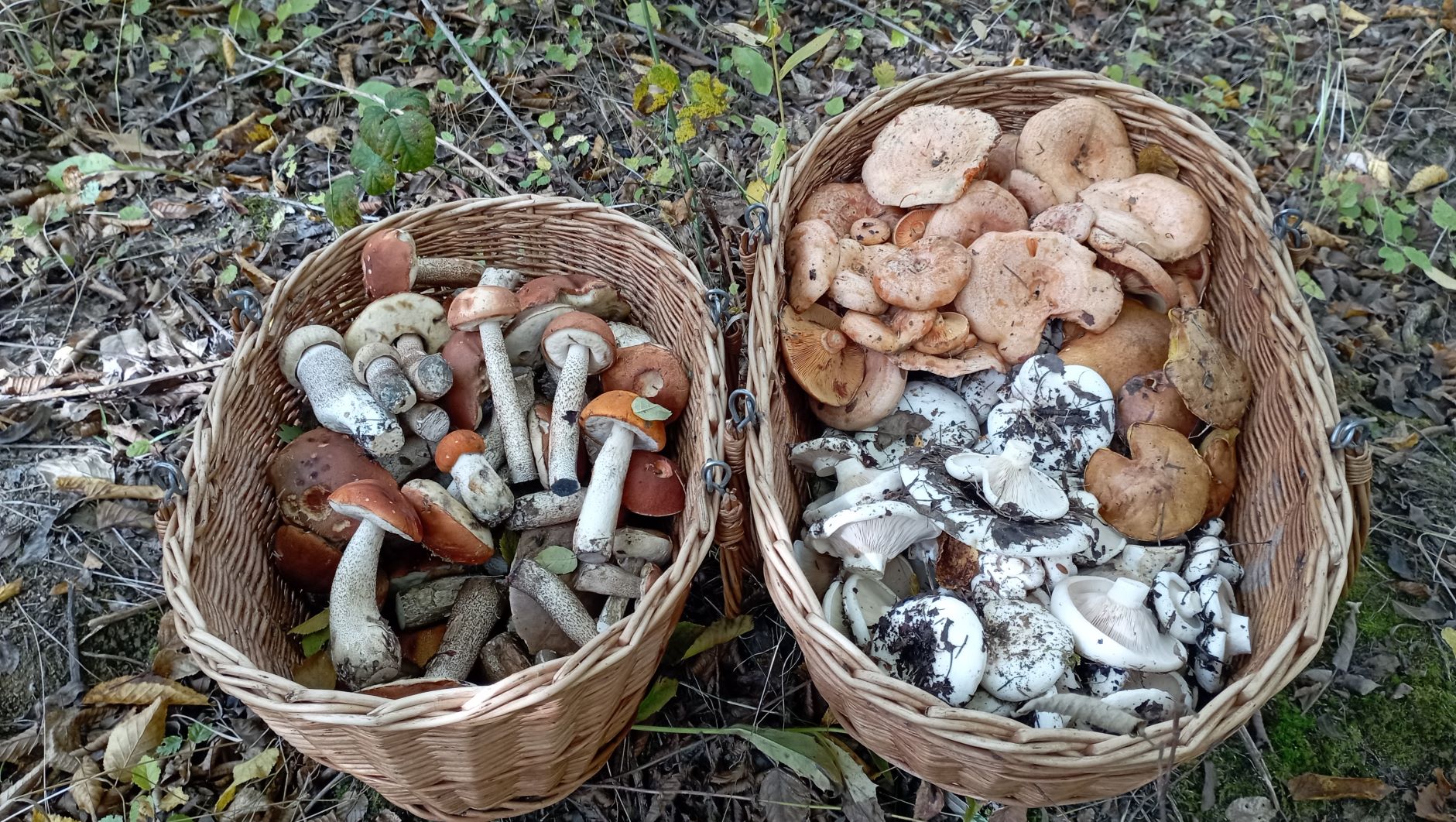 КРАСНОГОЛОВИКИ, рыжики и корзина ГРУЗДЕЙ! По грибы 26 октября 2022 года. смотреть онлайн