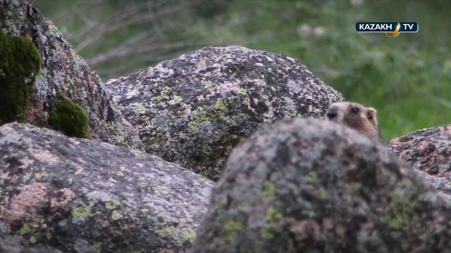 Сайрам-Угамский государственный национальный природный парк. смотреть онлайн