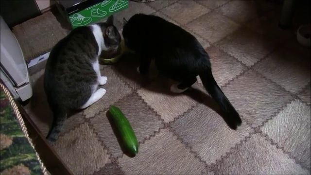 Правильная реакция кошек на огурец смотреть онлайн