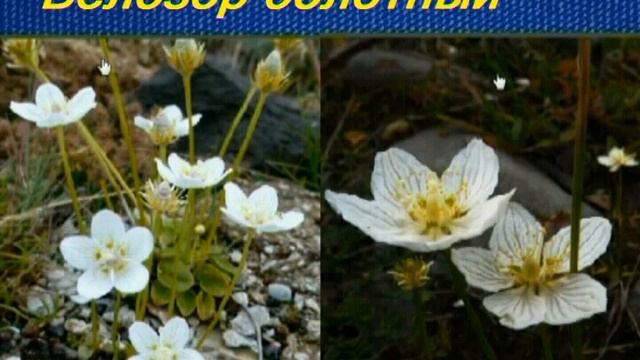 Белозор болотный смотреть онлайн