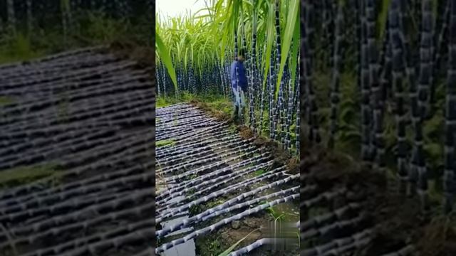 Şeker kamışı... смотреть онлайн