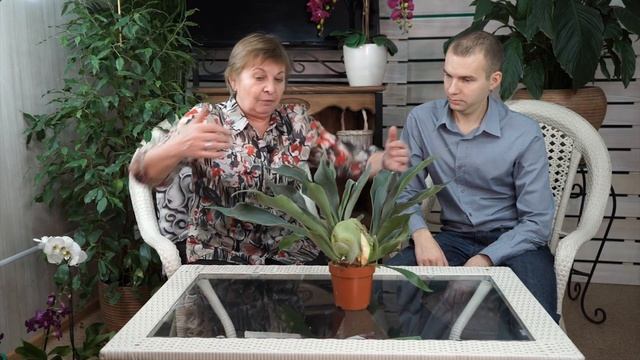 Необычные комнатные цветы ? ПЛАТИЦЕРИУМ - Олений рог ? Обзор растения