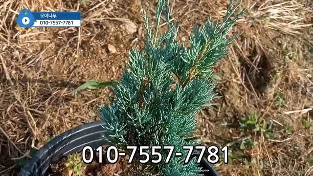 위치타블루 실사 동영상 Juniperus scopulorum 'Wichita Blue' смотреть онлайн