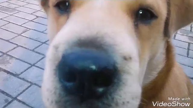 Трогательное видео о природе