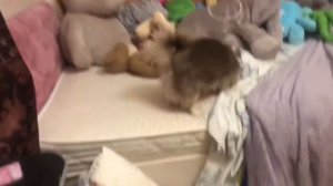 Каждый пёсик такой 2/Animals.