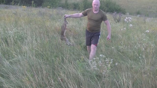 Заселение зайцем-русаком "Участка для нагонки и натаски собак охот. пород". смотреть онлайн