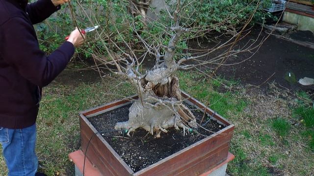 Celtis Australis 1989 - 2023 смотреть онлайн