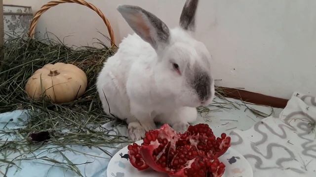 Кролик Мелюша ест гранат смотреть онлайн