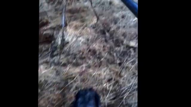 Подача вальдшнепа, РОС Дик вл.Гулиев Низами смотреть онлайн