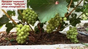 Виноград БЕЛАЯ РОЗА-взрыв муската во рту, бесподобный вкус, ранний срок созревания, крупная гроздь