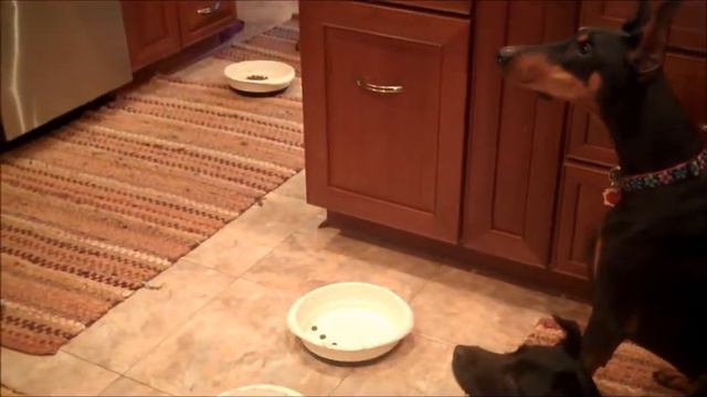 Two Dobermans and A Mutt - Bringing their dinner bowls смотреть онлайн