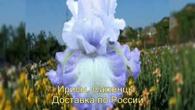 Ирисы коллекционные. Саженцы Доставка по России смотреть онлайн