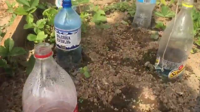 В теплице - Редиска и цветная капуста под бутылками. смотреть онлайн